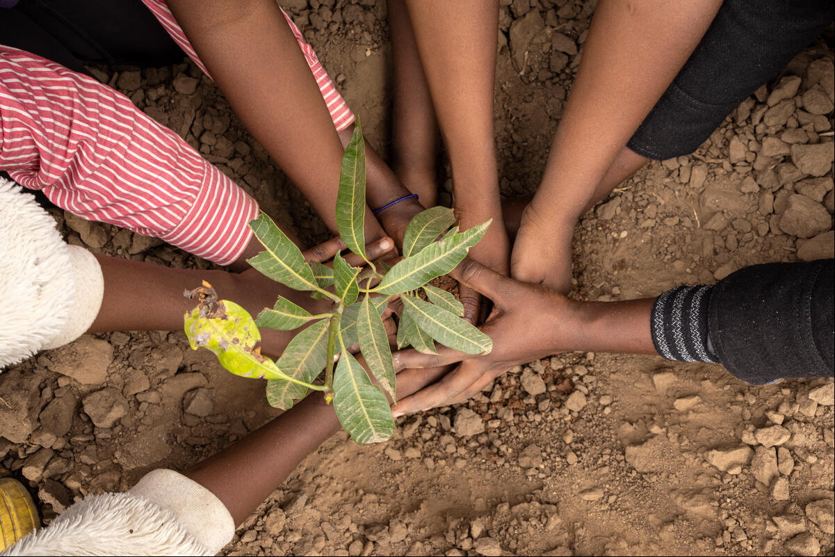 Manos de varios jóvenes plantando un árbol en la tierra.